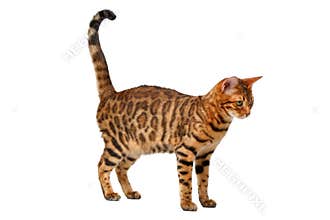 Bengal cat walking on white