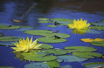 Yellow water lilies in Balboa Park, San Diego