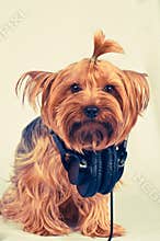 Funny dog with headphones