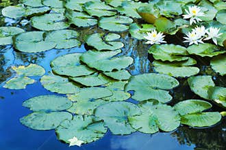Lily Pads on Blue Reflections