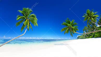 Palm Trees Tropical Beach Summer Vacation Concept