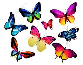 Many different butterflies