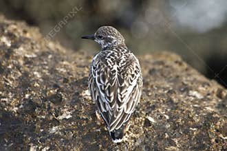 Shorebird Standing