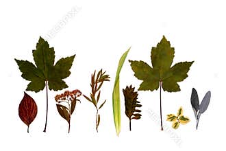 Line of Leaves