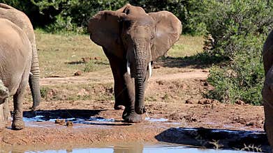Africa Elephant Splashing Water