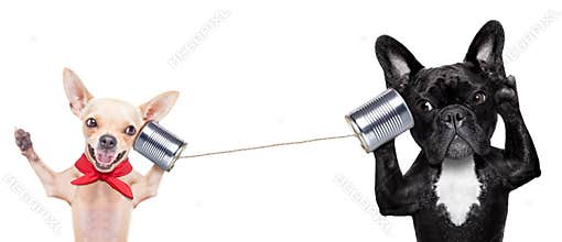 Couple of dogs on the phone