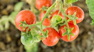 Branch with tomatoes ripening, time lapse