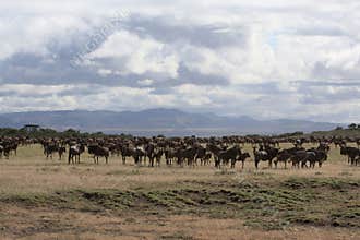 African landscape with wildebeest herd