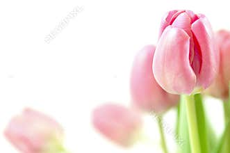 Tulip Arrangement