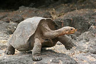 Tortoise, Galapagos