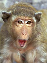 Rhesus monkey portrait - surprise