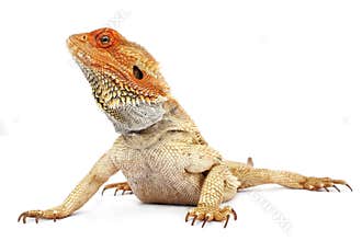 Bearded Dragon