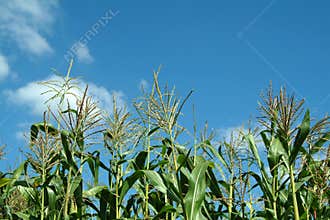 Plant of maize