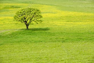 Tree in a spring blossom meadow