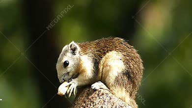 Squirrel eating nut in nature,