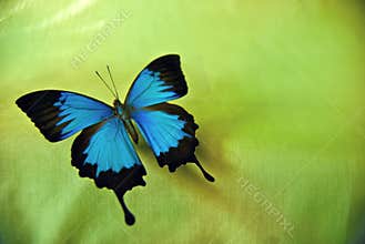 Ulysses Butterfly