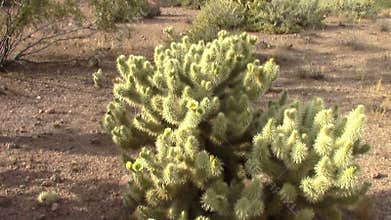 Cholla Cactus in Bloom. Lost Dutchman State Park, Apache Junction, Arizona
