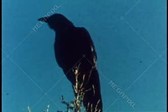 Crow perched on top of tree