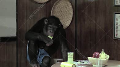 Monkey eating apple in kitchen