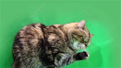 Exotic cat on a green background