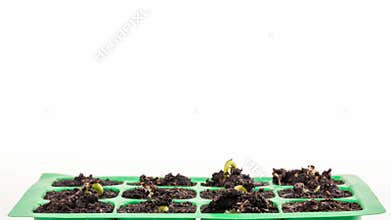 Timelapse of growing plants over white backround