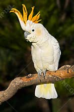 Cockatoo looking left