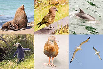 New Zealand wild fauna