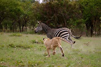 Lion hunting Zebra