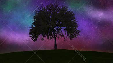 Tree Growing, Time-Lapse night to day. 4K