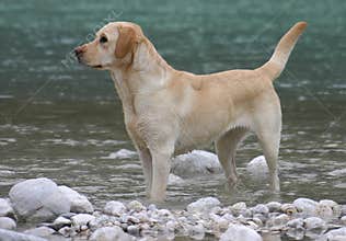 Labrador retriever