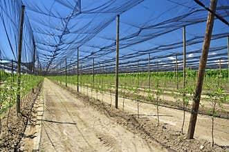 Agriculture - peach tree fruit plantation