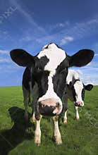 Cow