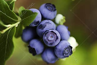 Ripening Blueberries