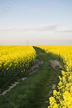 Canola fields