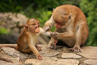 Toque macaque grooming baby at Cave Temple in Dambulla, Sri Lank