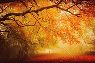 Seasonal forest fall walk