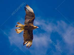 Crested Caracara