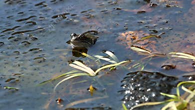 Green frog between spawn in dutch pond