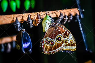 Morpho peleides butterfly and chrysalis
