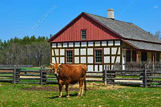 Cow Historical Schultz Farm House