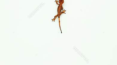 Collection of top view of isolated gecko