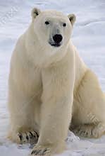 Polar bear