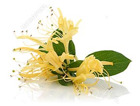 Honeysuckle