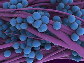 Staphylococcus