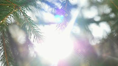 Slow motion of fir branches on beautiful sun