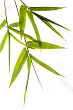 Bamboo leafs