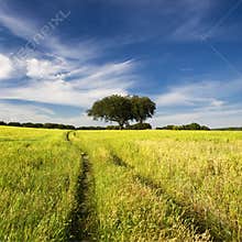 Summer landscape with tree and path