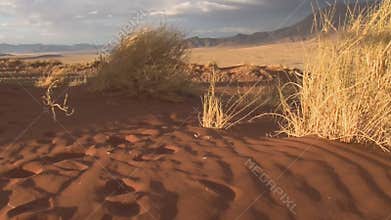 Desert of North Africa
