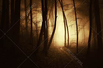 Path trough a dark haunted forest with fog at sunset