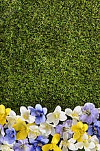 Spring or summer border background